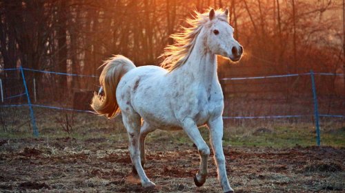 White Arabian Horse HD Desktop Wallpaper