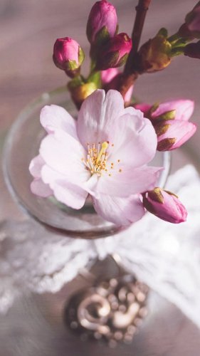 Romantic Pink Cherry Blossom Flowers in Vase Tablet Wallpaper