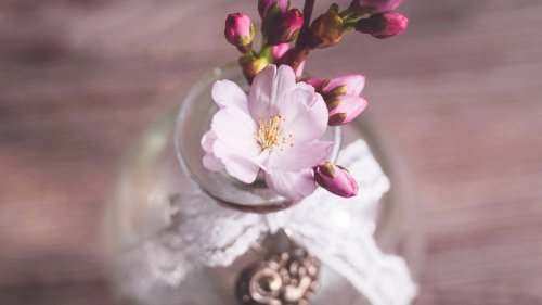 Romantic Pink Cherry Blossom Flowers in Vase