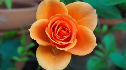 Orange Rose HD Desktop Wallpaper