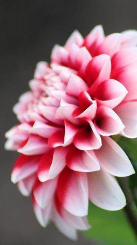 Dahlia Flower Tablet Wallpaper