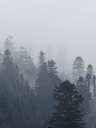 Foggy Trees in Forest