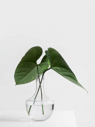 Minimalist Aesthetic Plant in Clear Vase