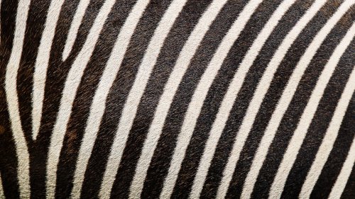 Zebra Texture HD Desktop Wallpaper