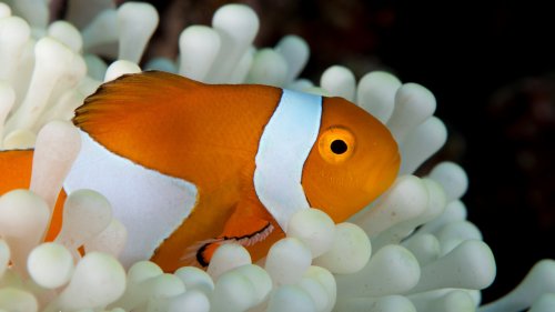Sea Anemone Fish HD Desktop Wallpaper