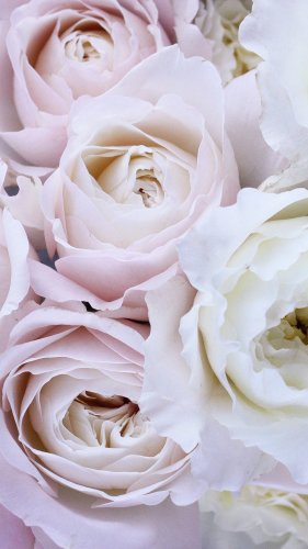 Pale Pink and White Roses Tablet Wallpaper