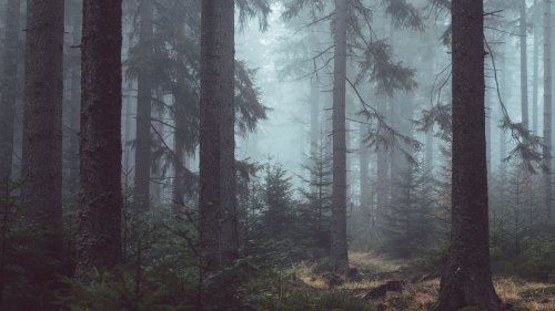 Misty Forest HD Desktop Wallpaper