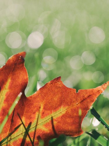 Maple Leaf in Grass iPad Wallpaper