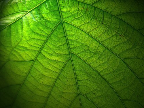 Green Leaf  Wallpaper