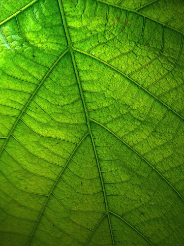 Green Leaf iPad Wallpaper