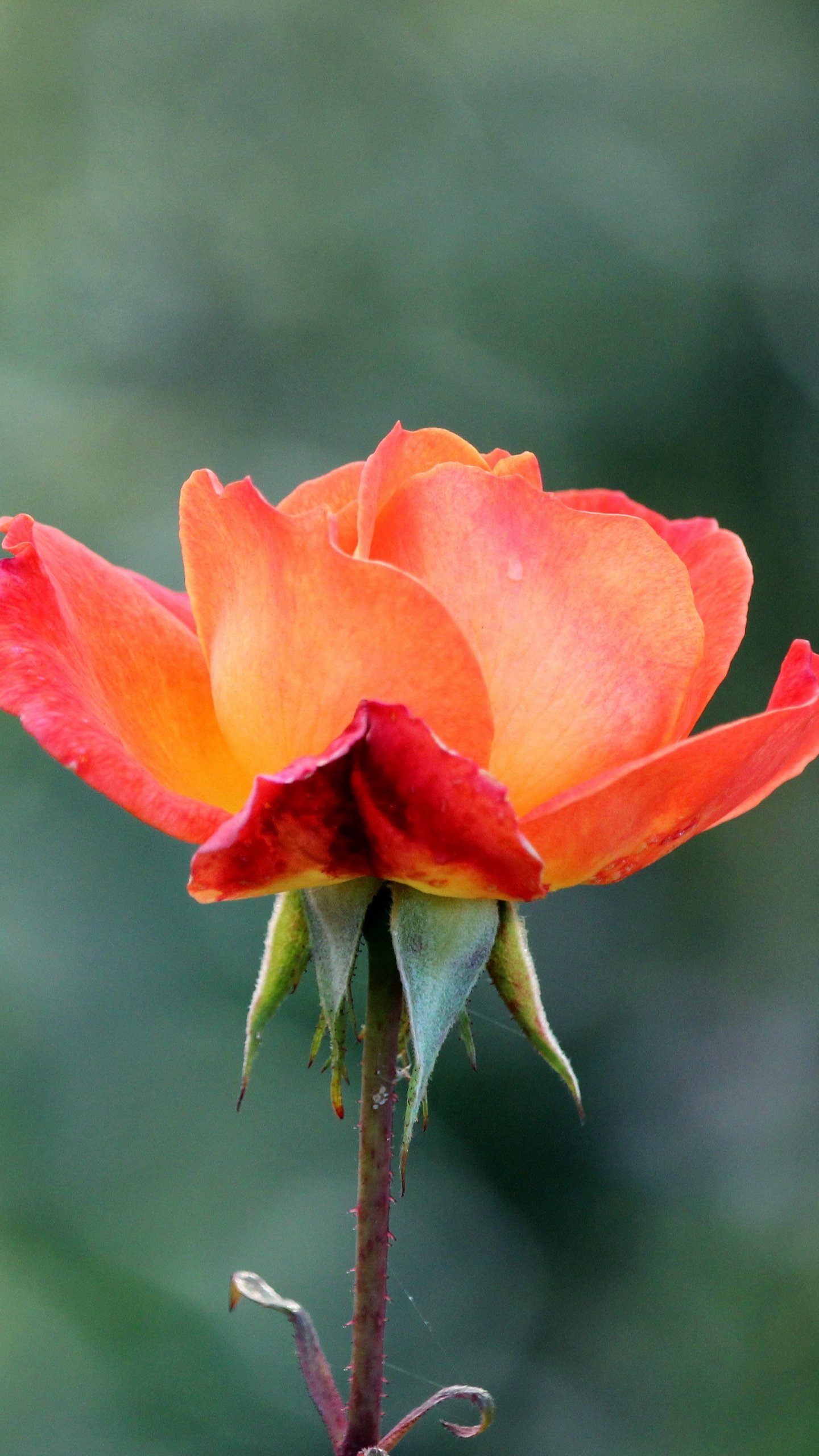 orange rose flower wallpaper