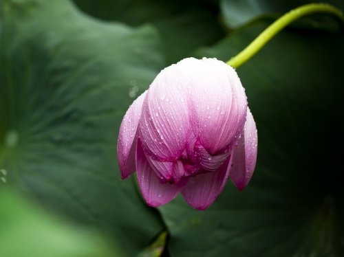 Lotus Leaf in Rain  Wallpaper