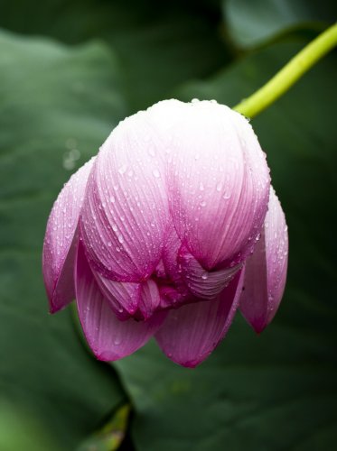 Lotus Leaf in Rain iPad Wallpaper