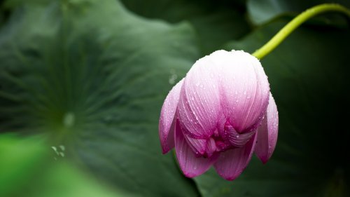 Lotus Leaf in Rain