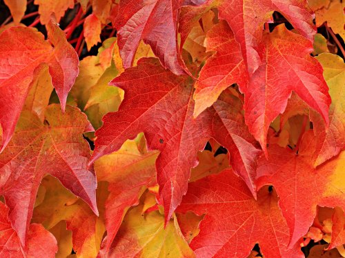 Red Maple Leaves  Wallpaper