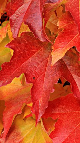 Red Maple Leaves Mobile Wallpaper