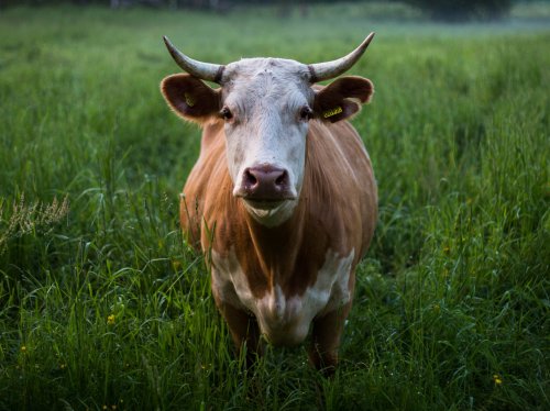 Cow in Grass  Wallpaper