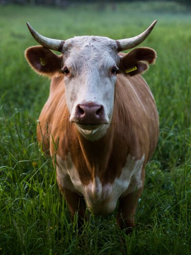 Cow in Grass iPad Wallpaper