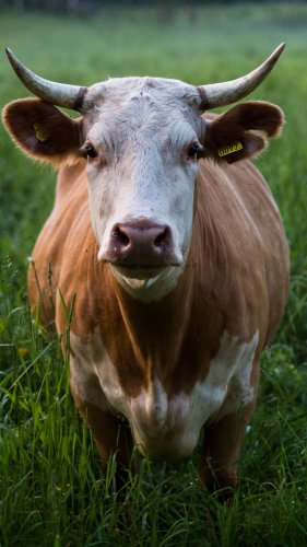 Cow in Grass Tablet Wallpaper