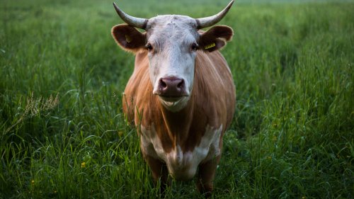 Cow in Grass HD Desktop Wallpaper