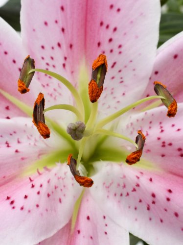 Lily Close Up