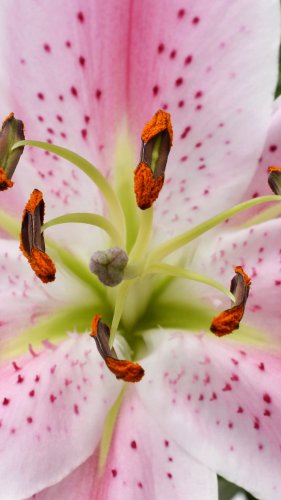 Lily Close Up