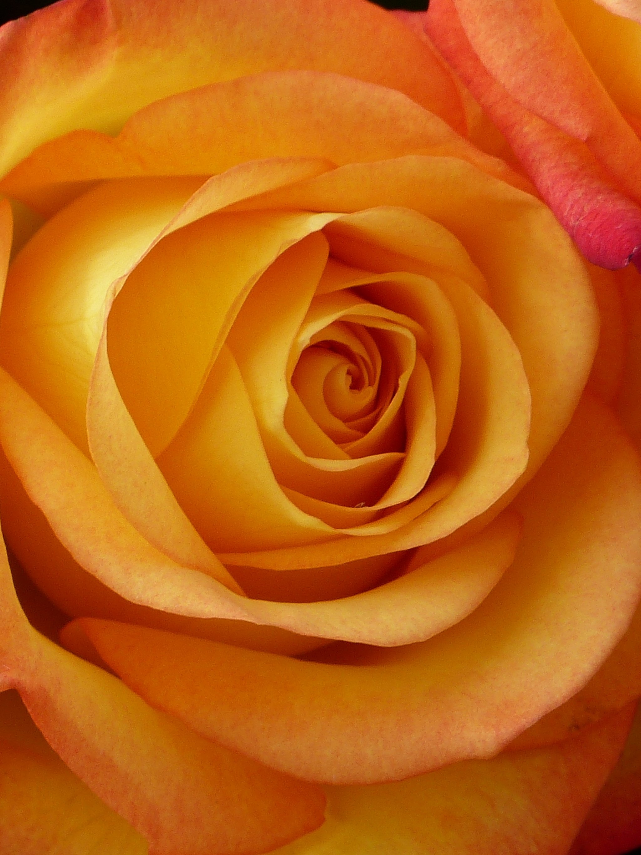 Peach Rose Wallpaper - iPhone, Android & Desktop Backgrounds