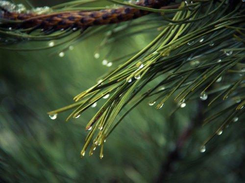 Dew on Pine Tree  Wallpaper