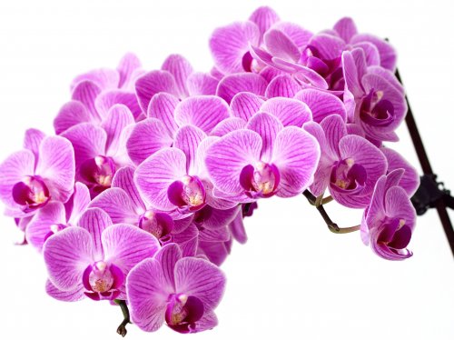 Purple Orchid  Wallpaper
