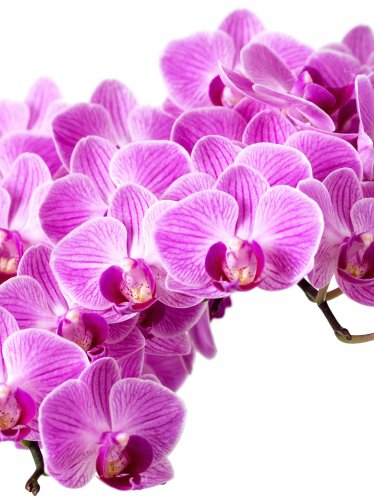 Purple Orchid iPad Wallpaper