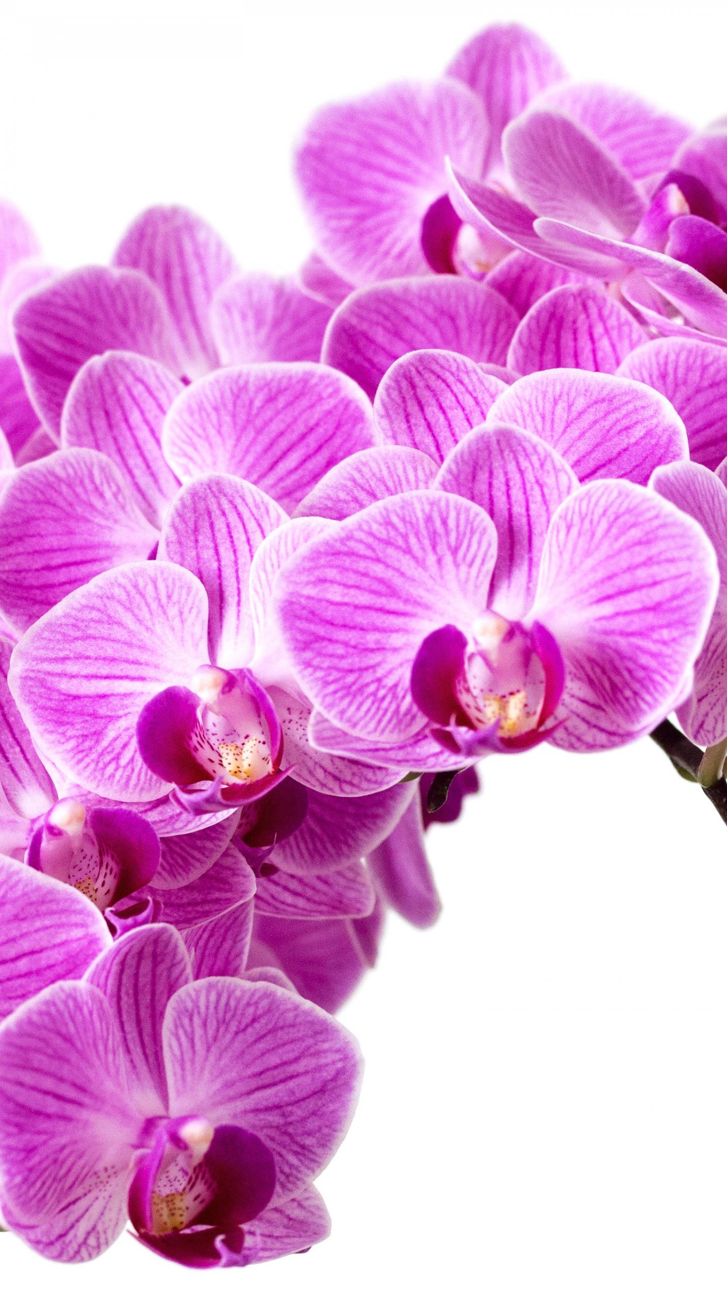 250 Orchid HD Wallpapers and Backgrounds