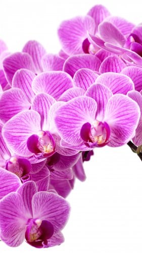 Purple Orchid Mobile Wallpaper