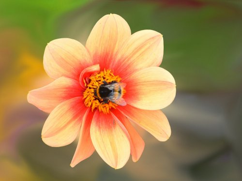 Dahlia Blossom with Bee