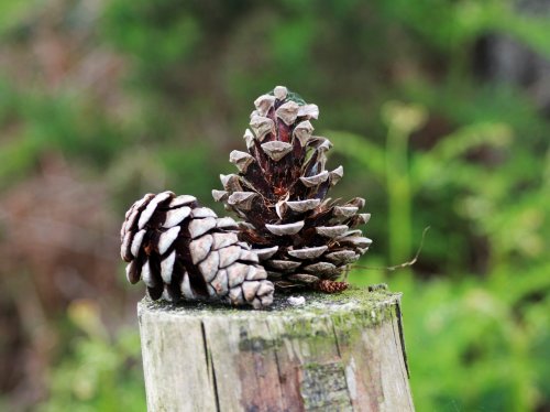 Fence Post Pine Cones  Wallpaper
