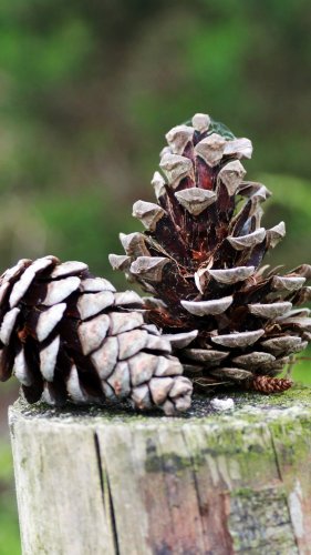Fence Post Pine Cones Mobile Wallpaper
