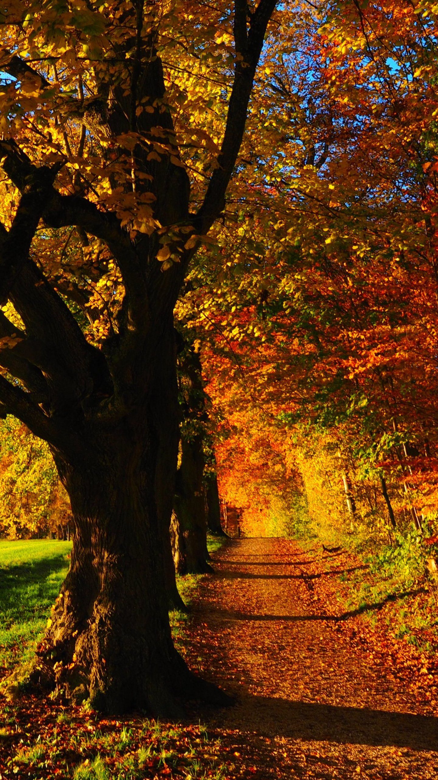 brown forest background