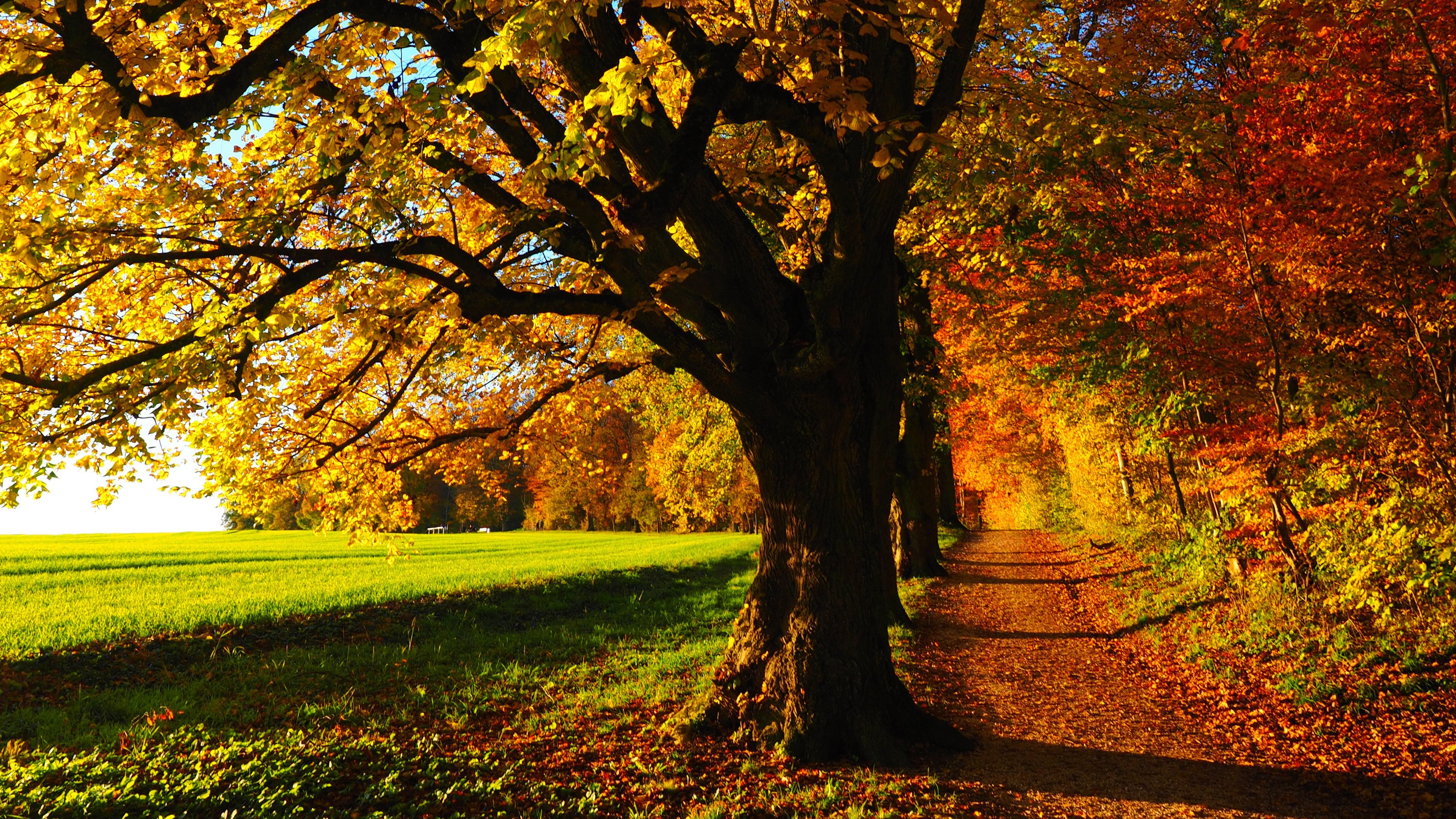 Fall Forest Wallpaper - iPhone, Android & Desktop Backgrounds