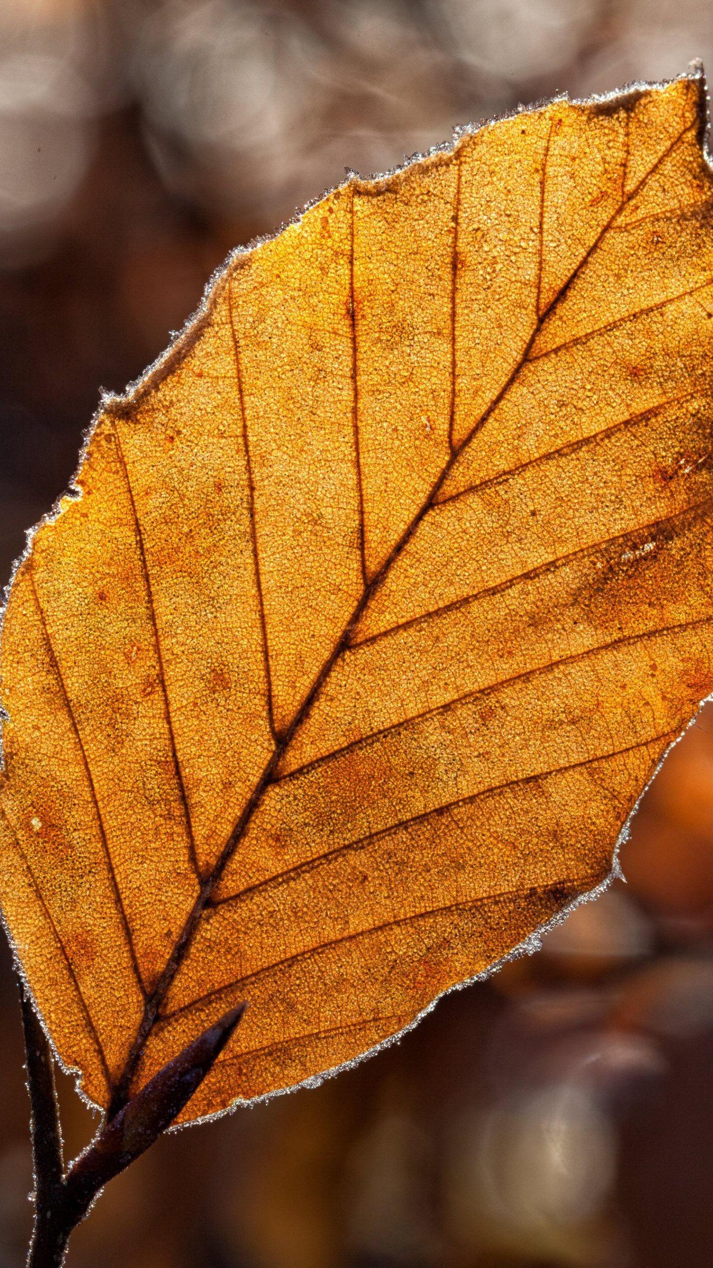 Dried Leaf in the Light Wallpaper - iPhone, Android & Desktop Backgrounds