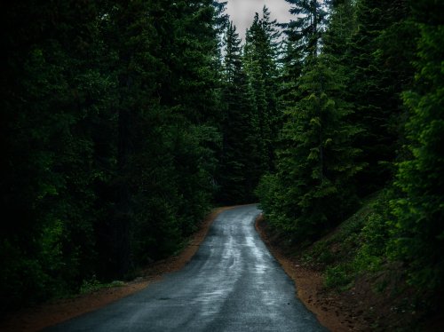 Road Through Forest  Wallpaper