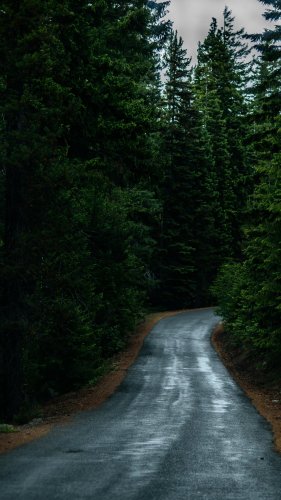 Road Through Forest Mobile Wallpaper