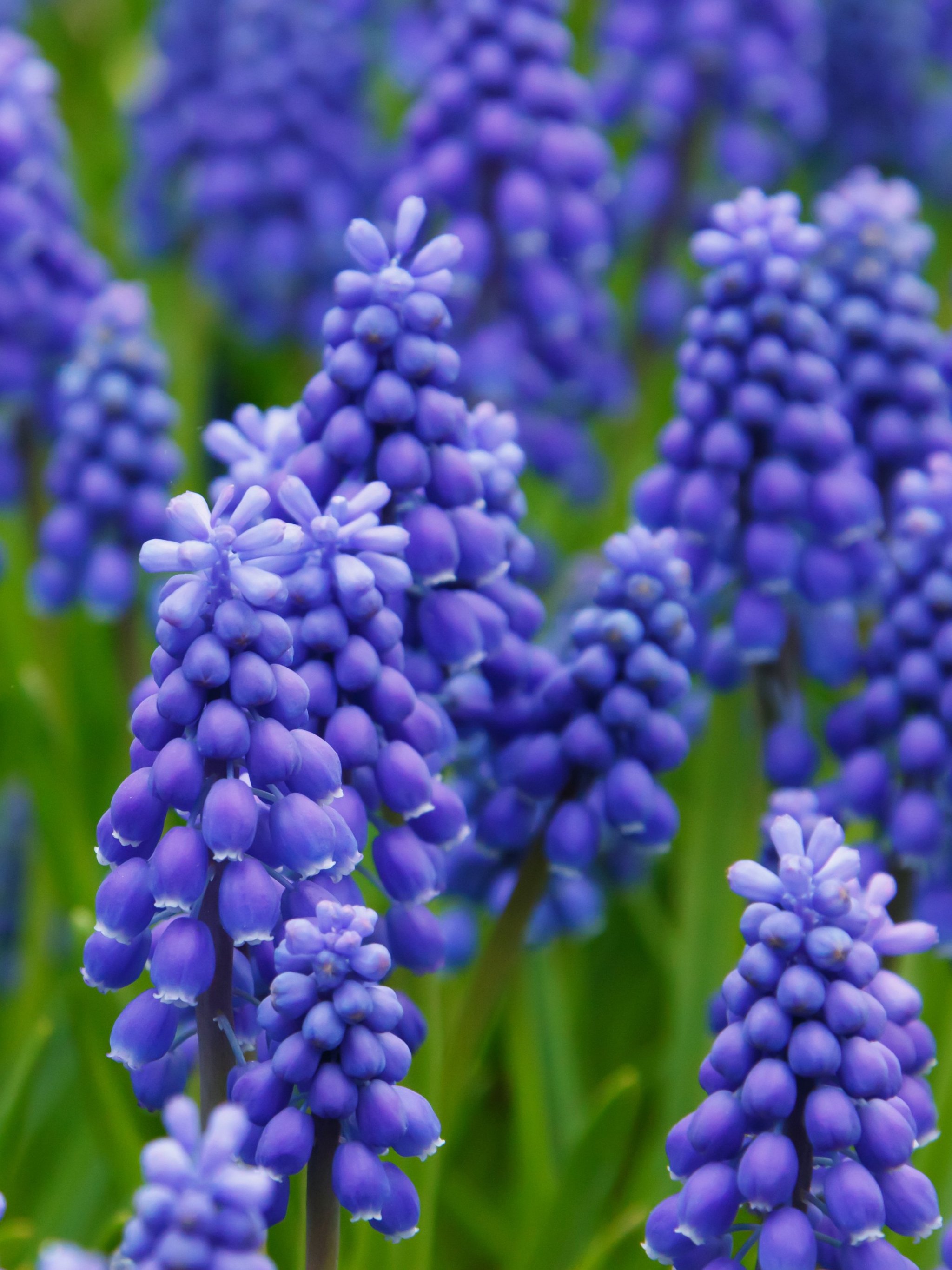 Hyacinth Pictures | Download Free Images on Unsplash
