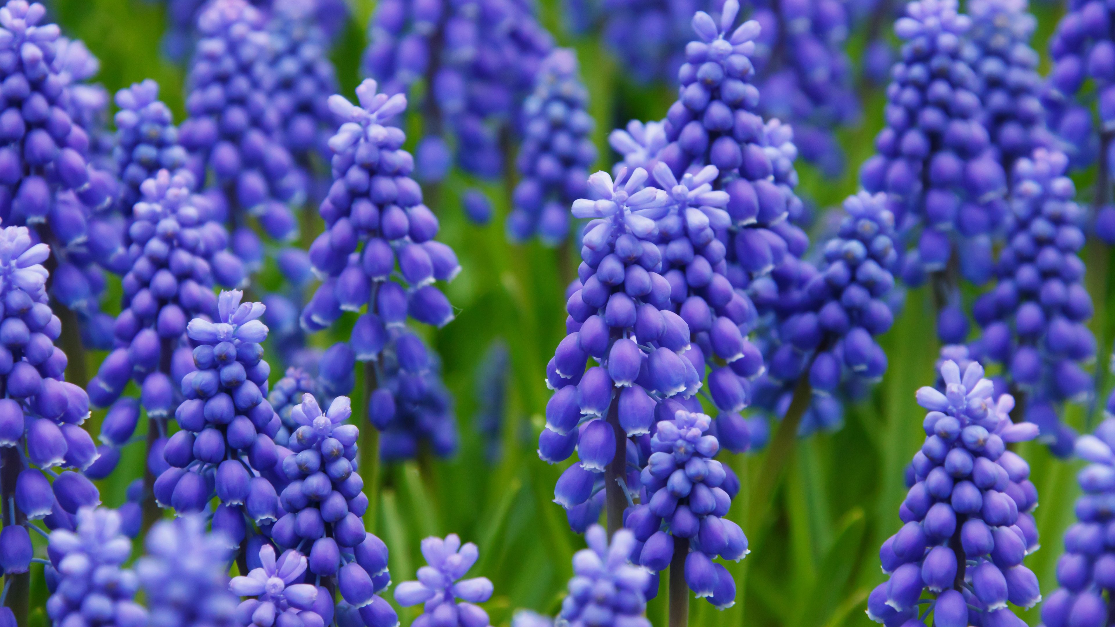 Grape Hyacinth Wallpaper Iphone Android Desktop Backgrounds Images, Photos, Reviews