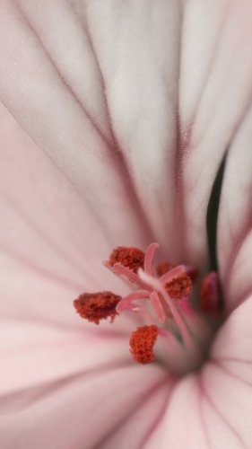 White Blush Geranium Close Up Macro