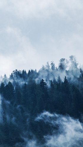 Forest Mist Mobile Wallpaper