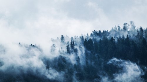 Forest Mist HD Desktop Wallpaper