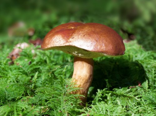 Mushroom in Forest  Wallpaper