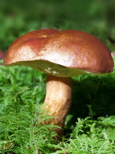 Mushroom in Forest iPad Wallpaper