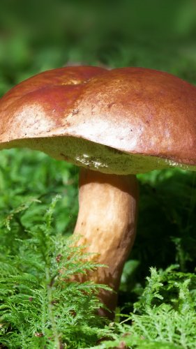 Mushroom in Forest Tablet Wallpaper