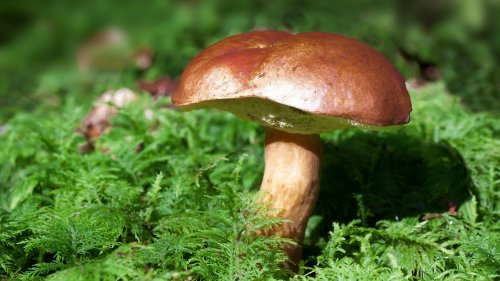 Mushroom in Forest HD Desktop Wallpaper