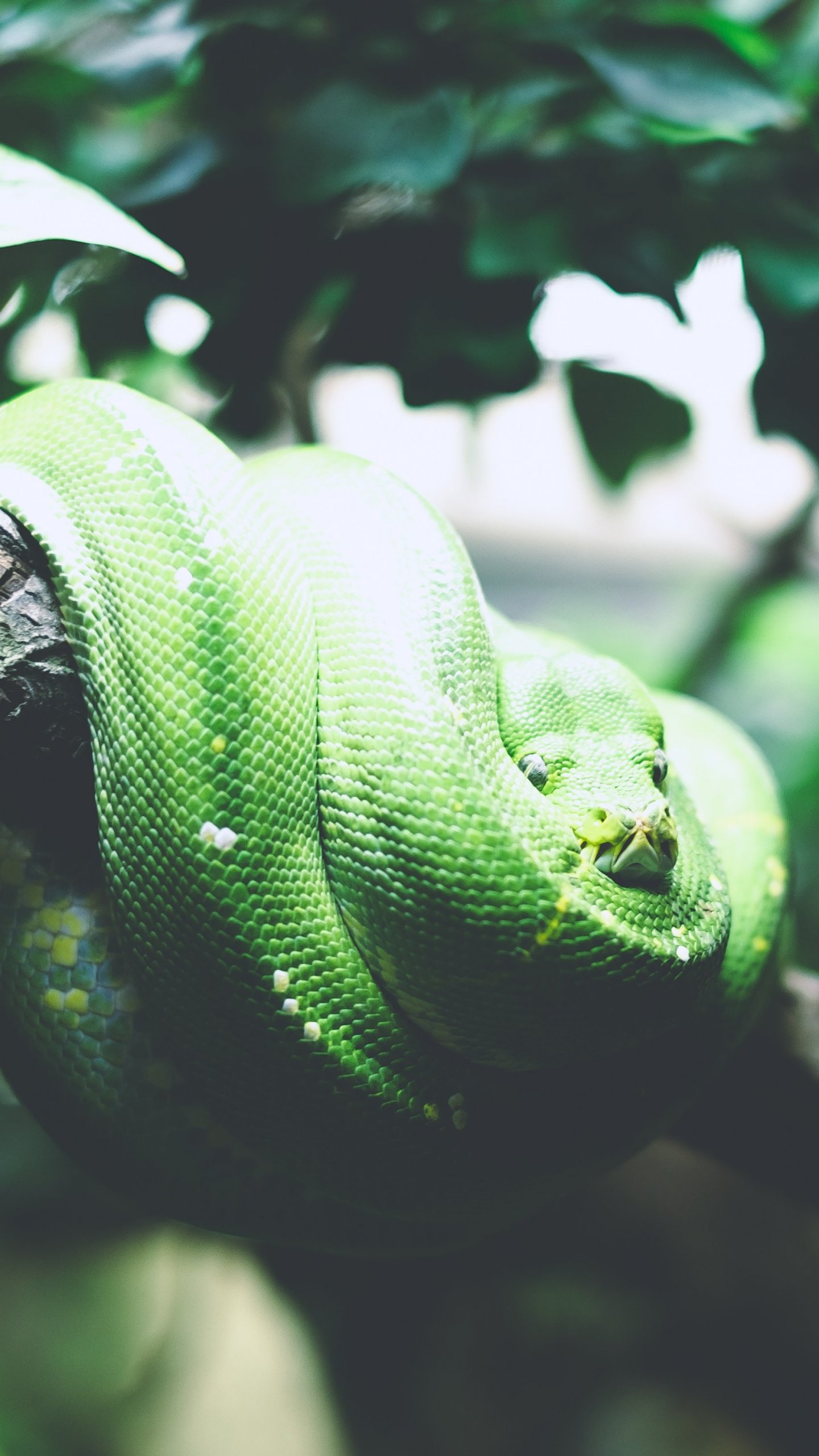 3D Green Snake | 1920x1080 resolution wallpaper